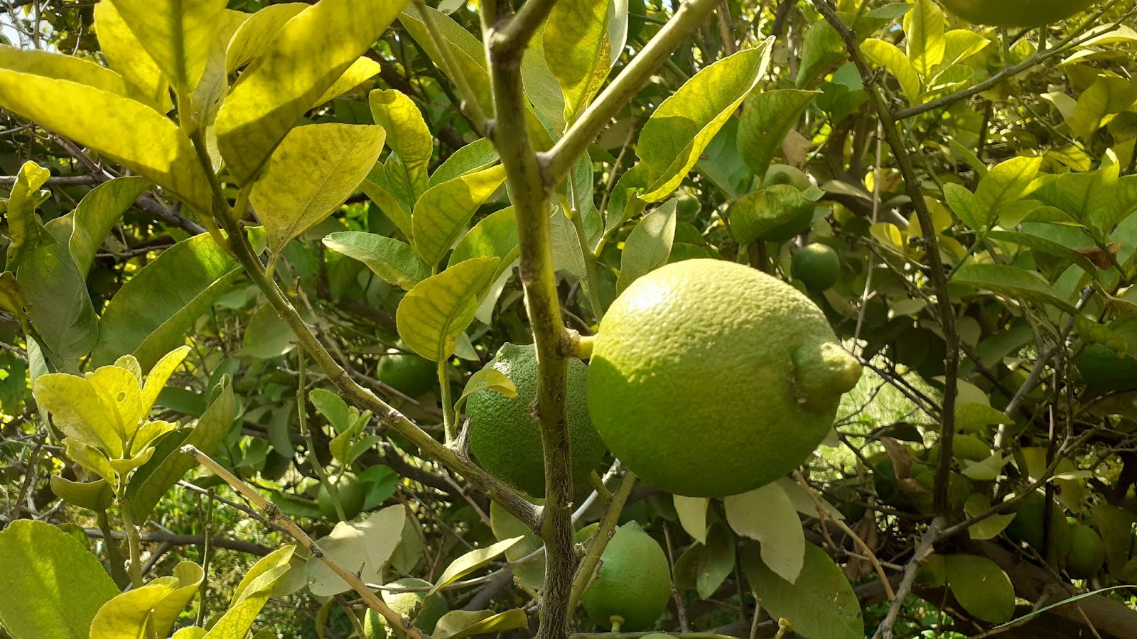 فوائد الليمون (الحامض) | فوائد الليمون السحرية لصحتك تفوق الوصف