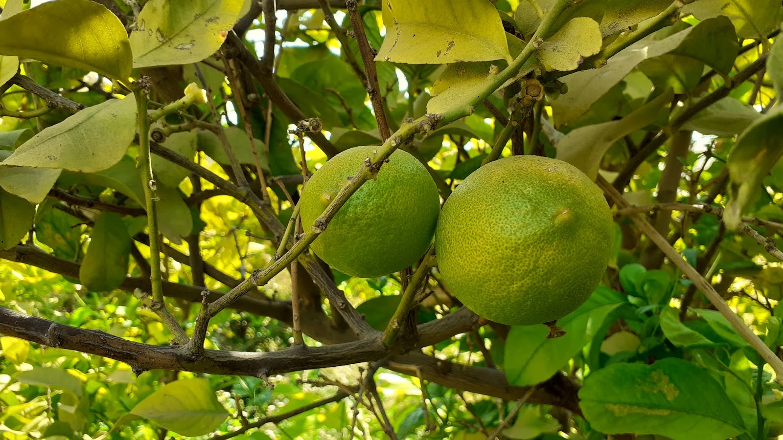 فوائد الليمون (الحامض) | فوائد الليمون السحرية لصحتك تفوق الوصف