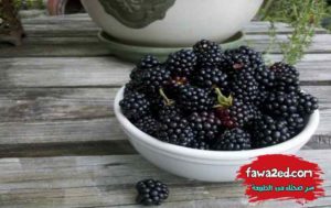 20 غذاء يحبها الدماغ وتنشط الذاكرة وتعزز التركيز