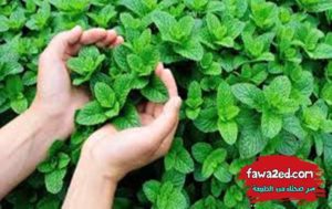 20 غذاء يحبها الدماغ وتنشط الذاكرة وتعزز التركيز