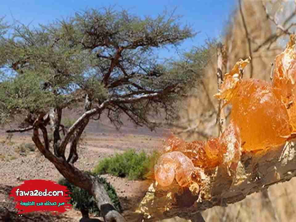فوائد الصمغ العربي