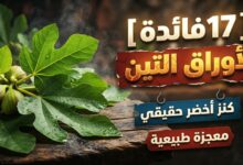 17فوائد لأوراق التين هذا الأخضر معجزة