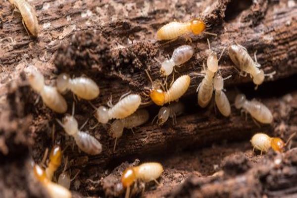 النمل الأبيض Termites