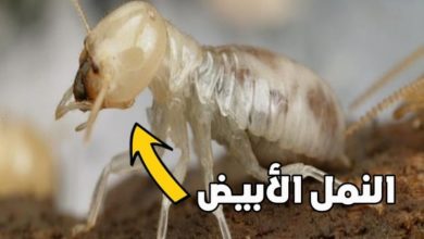 النمل الأبيض Termites