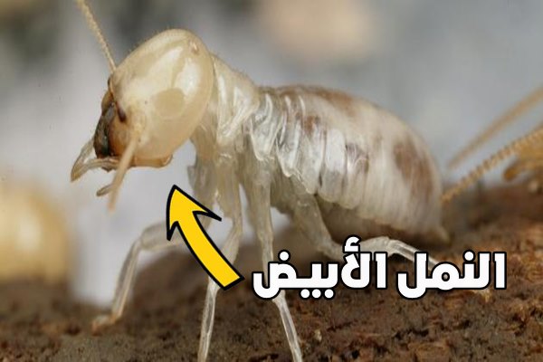النمل الأبيض Termites