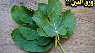 10 من أقوى فوائد مغلي شاي ورق التين