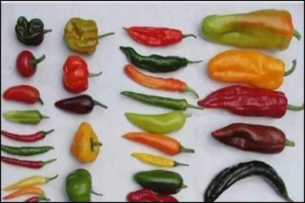 الأطعمة المضادة للاكتئاب والمنشطة