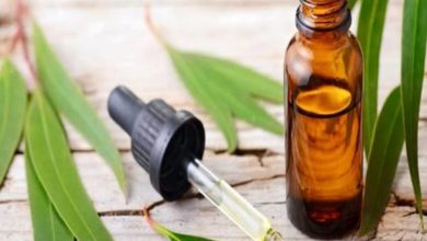 الخصائص الطبية المفيدة للأوكالبتوس