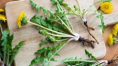 الهندباء لتنظيف الجسم من السموم