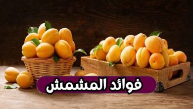 18 من أهم فوائد المشمش