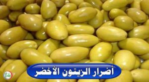 أضرار الزيتون الأخضر