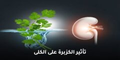 تأثير الكزبرة على الكلى