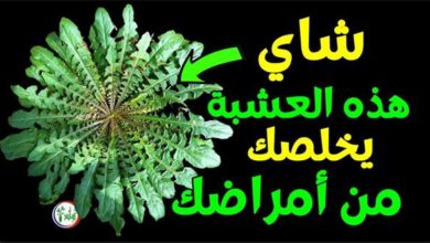 شاي هذه العشبة يقوي البصر يحمي الكبد ينظم الضغط والكوليسترول يغسل الكلى ويدر البول ويمنع الالتهابات