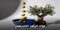 فوائد الزيتون الفلسطيني