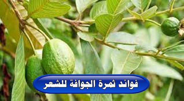 فوائد ثمرة الجوافة للشعر