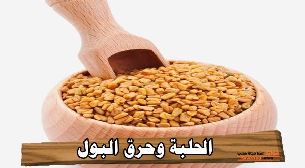 الحلبة وحرق البول