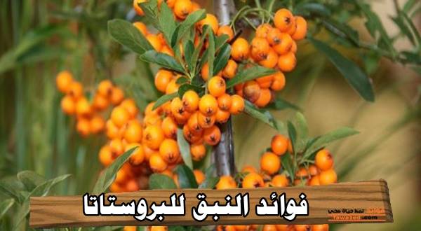 فوائد النبق للبروستاتا