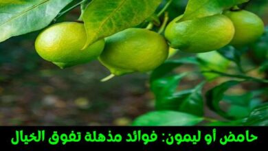 حامض أو ليمون: فوائد مذهلة تفوق الخيال