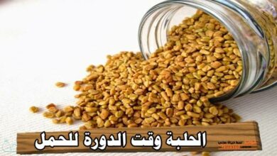 الحلبة وقت الدورة للحمل