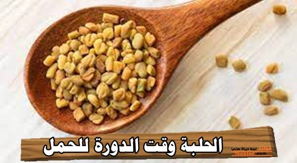 الحلبة وقت الدورة للحمل