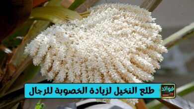 طلع النخيل لزيادة الخصوبة للرجال