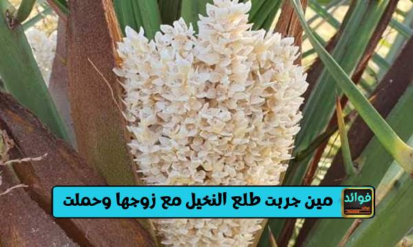 مين جربت طلع النخيل مع زوجها وحملت