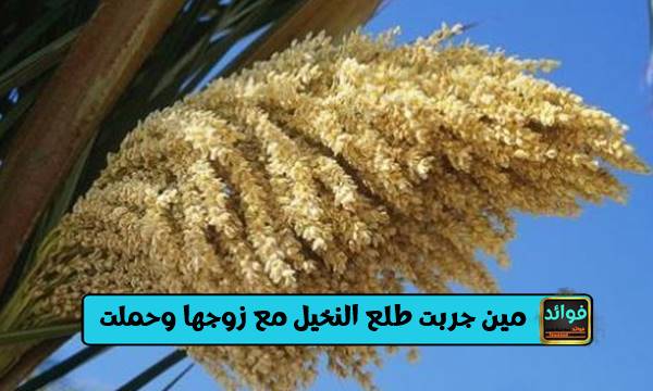 مين جربت طلع النخيل مع زوجها وحملت