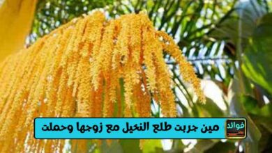 مين جربت طلع النخيل مع زوجها وحملت