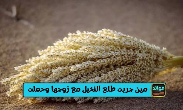 مين جربت طلع النخيل مع زوجها وحملت