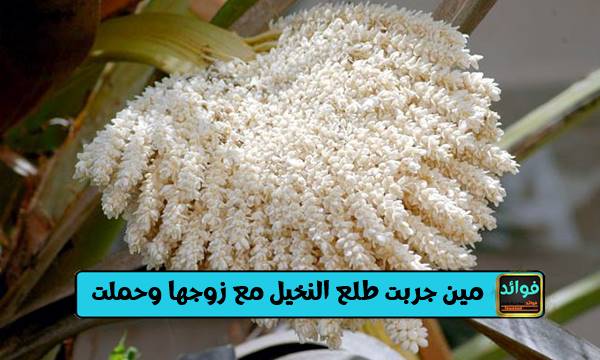 مين جربت طلع النخيل مع زوجها وحملت