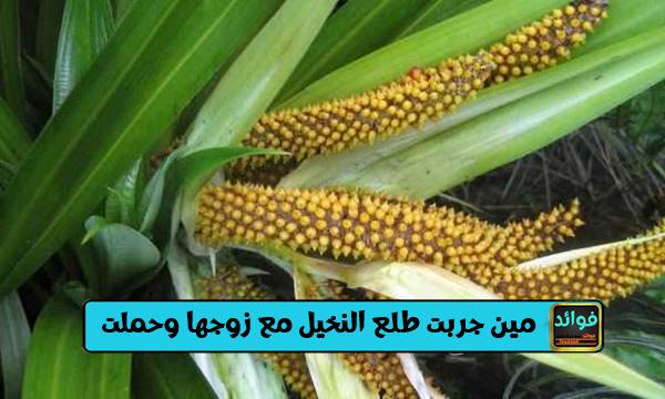 مين جربت طلع النخيل مع زوجها وحملت