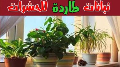 نباتات طاردة للحشرات