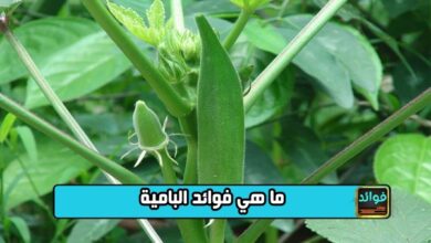 ما هي فوائد البامية؟