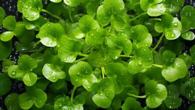 فوائد الجرجير