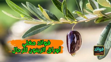 فوائد مغلي أوراق الزيتون للرجال