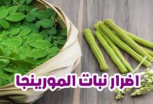 اضرار نبات المورينجا