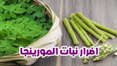 اضرار نبات المورينجا