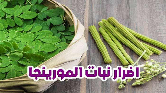 اضرار نبات المورينجا 1 اضرار نبات المورينجا