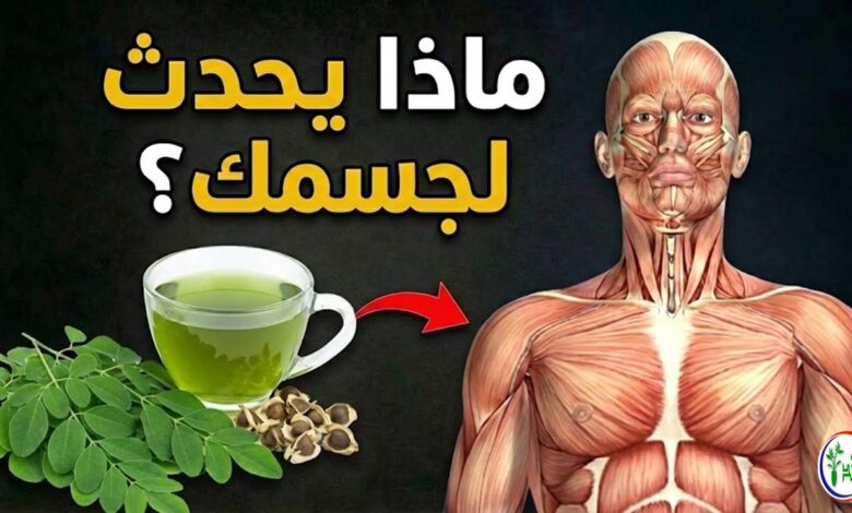 ماذا يحدث لجسمك عند تناول أوراق المورينجا يوميًا