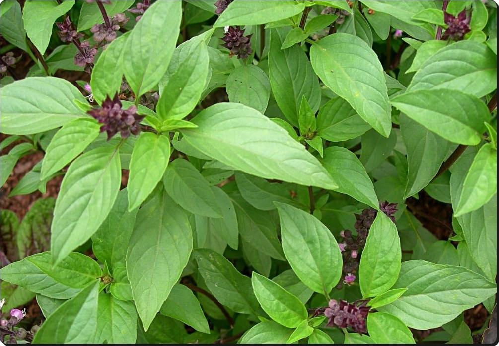 الريحان.. علاج وحل سحري لصحة القلب والضغط والسكري