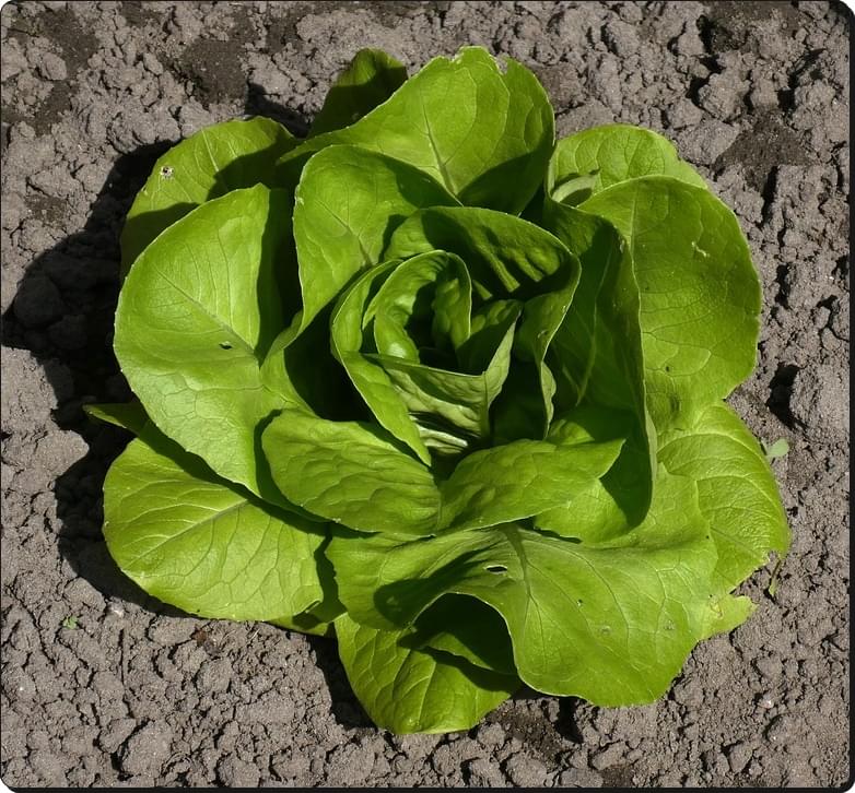 فوائد أكل الخس قبل النوم