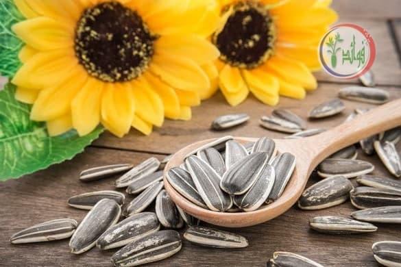 اسرار وفوائد تناول حفنة من اللب السوري!