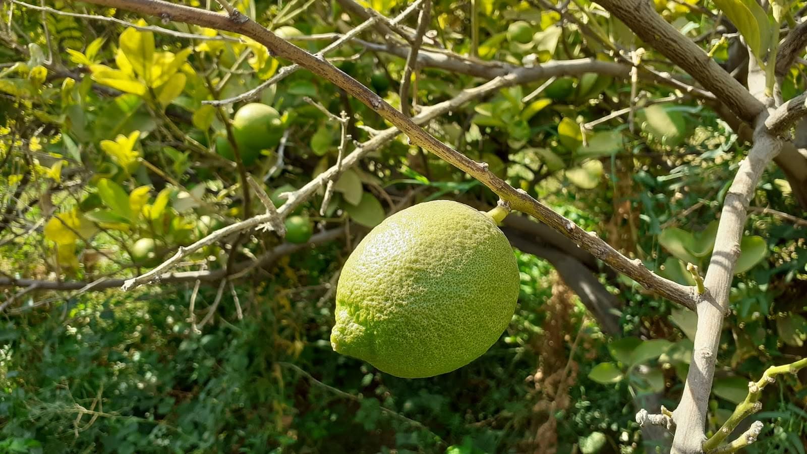 فوائد الليمون (الحامض) | فوائد الليمون السحرية لصحتك تفوق الوصف