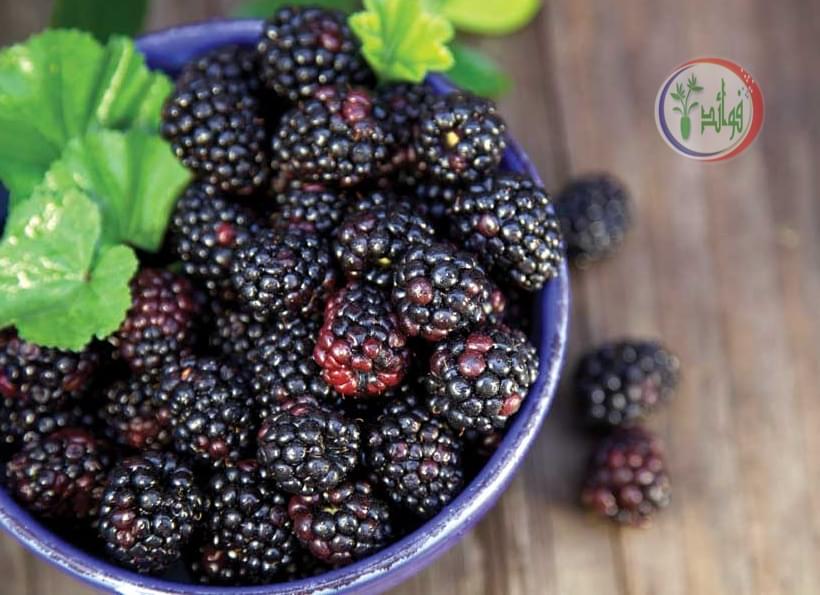 فوائد التوت الاسود للصحة.. الفاكهة المذهلة لمناعة أقوى