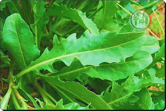 4 طرق لزراعة الجرجير في المنزل