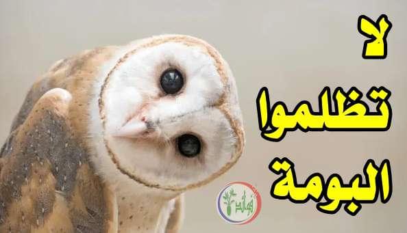 لا تظلموا البومة