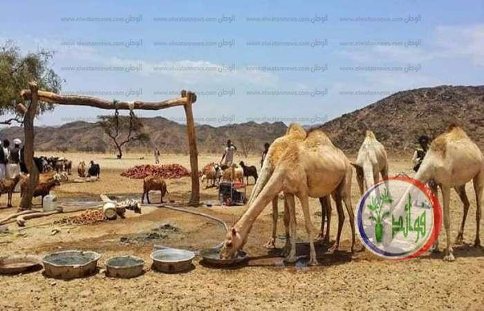 فوائد بول الإبل للشعر – الحل المثالي لشعرك ولجسمك