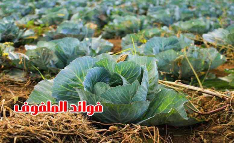 فوائد الملفوف.. 10 أسباب تجعلك تأكل الملفوف