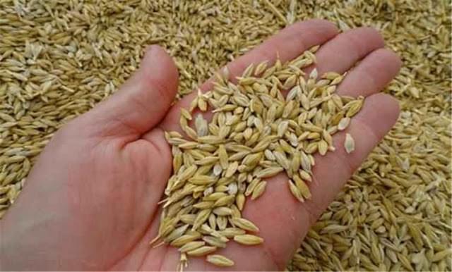 فوائد الشعير: أكثر مما قد تتخيل!