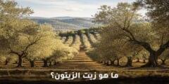 ما هو زيت الزيتون؟ 28 من فوائد زيت الزيتون للصحة